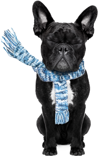 Mewtogo Pet Chew Durable Rope Toys-teeth Aids Cotton (600x600), Png Download
