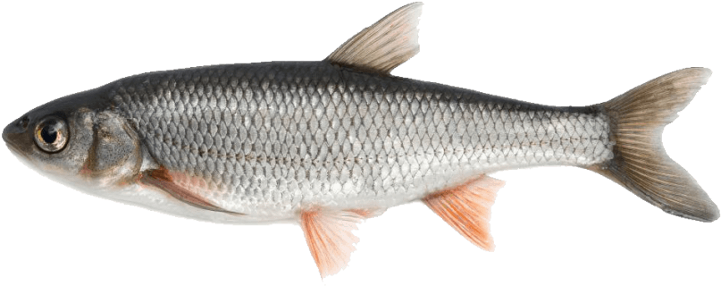 Download Hd Free Png Fish Png Images Transparent Fish Png Transparent Png Image Nicepng Com