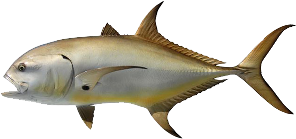 Crevalle Jack (640x284), Png Download