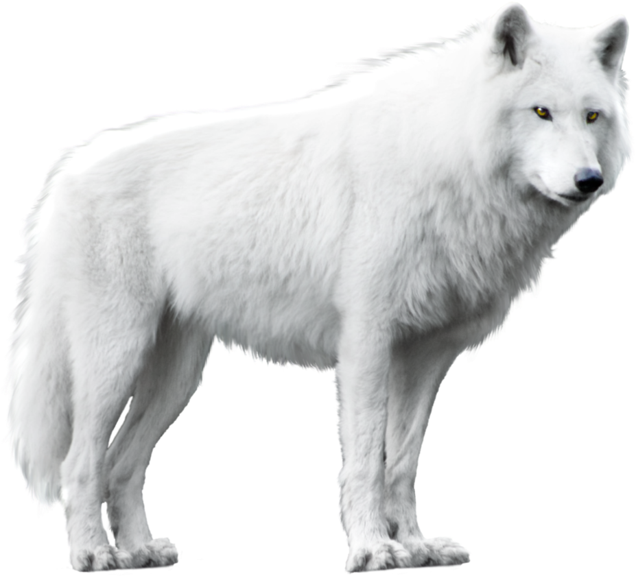 White Wolf Png - Wolf With White Background (934x855), Png Download