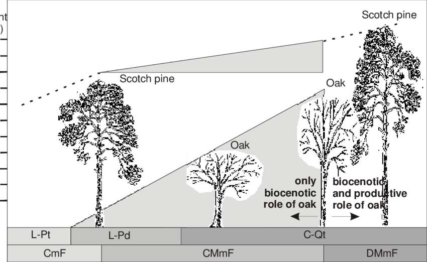Comparison Of Growth Of Pine And Oak In Coniferous - Forest Type Tree Comparison (850x522), Png Download