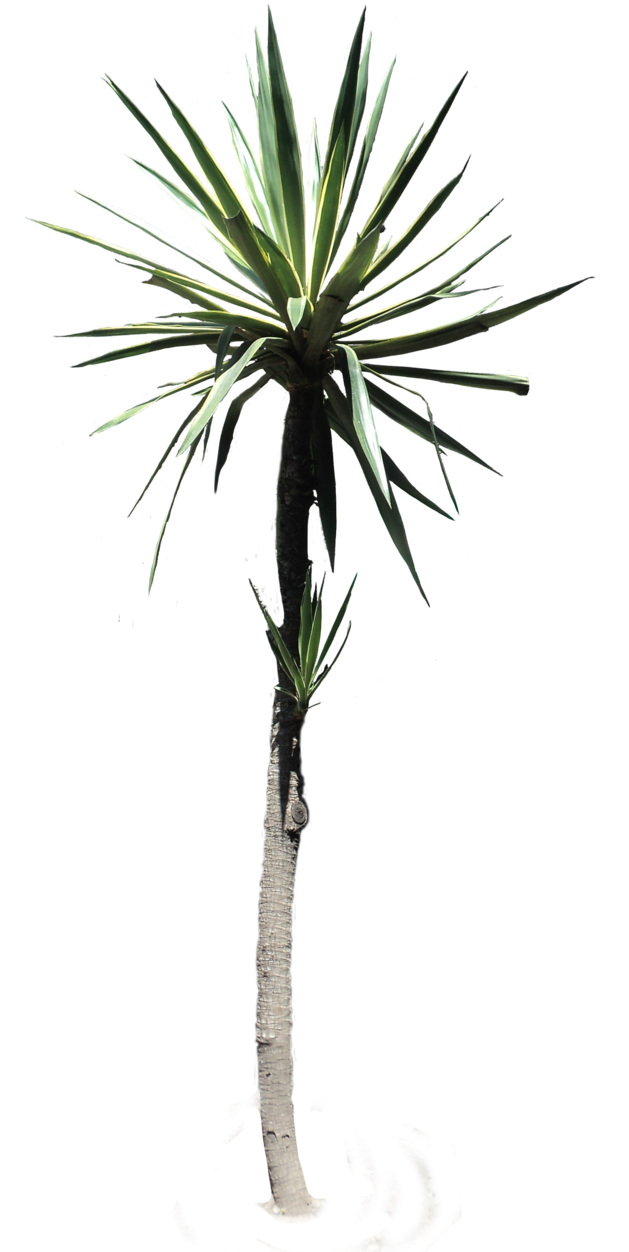 Desert Plant Png Black And White Stock - Plants (628x1271), Png Download