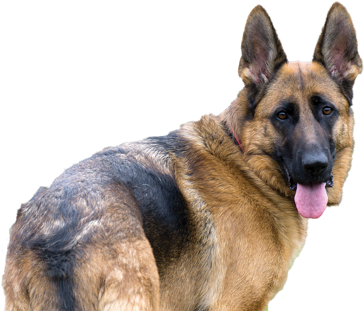 German Shepherd - Old German Shepherd Dog (1513x1500), Png Download