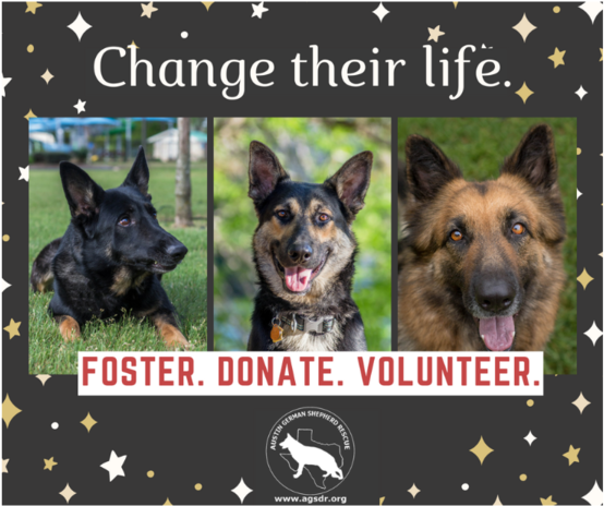 Austin German Shepherd Rescue Foster Program - Old German Shepherd Dog (600x600), Png Download