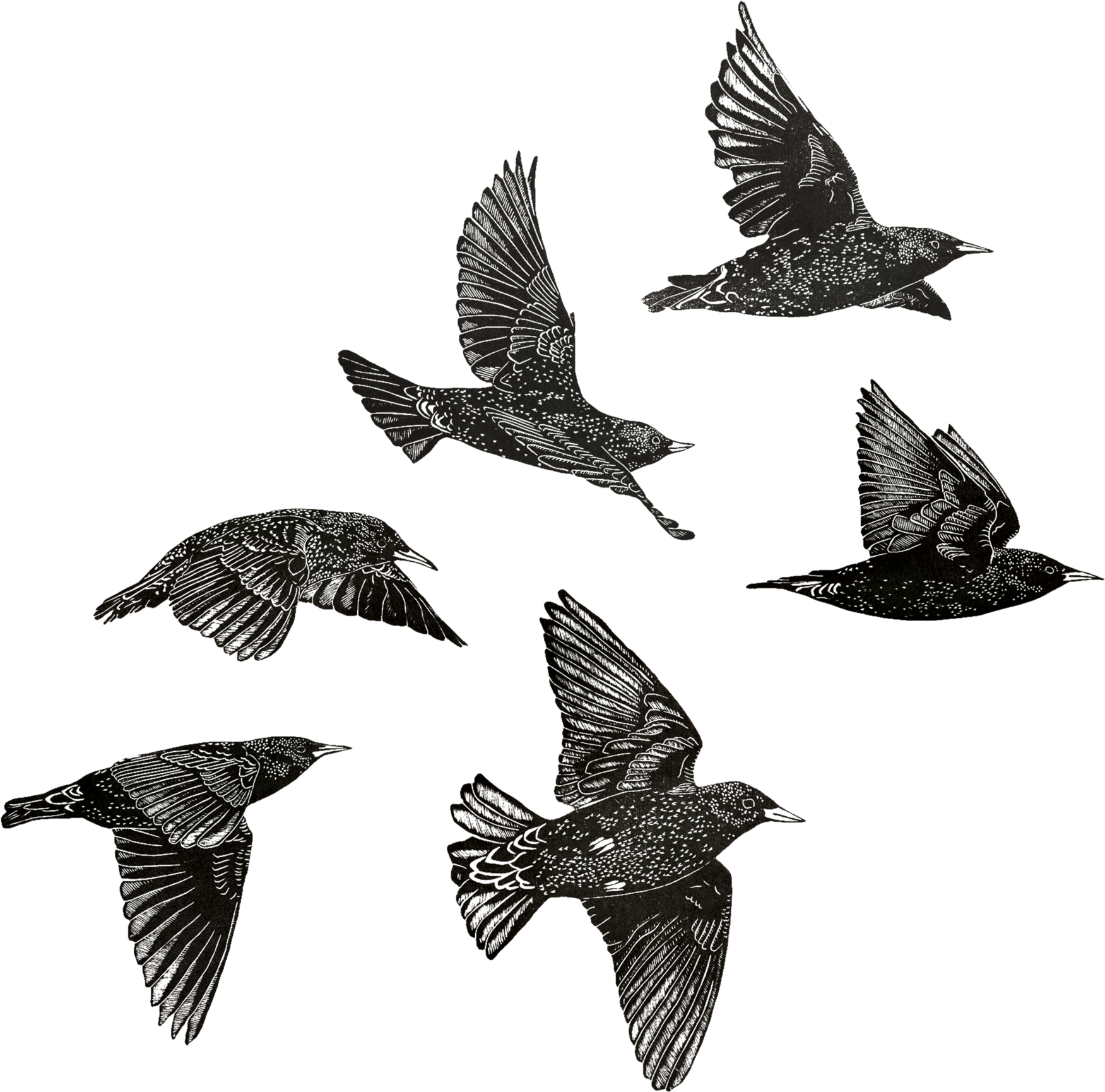 European Starlings Sheet - Common Starling (2048x2048), Png Download