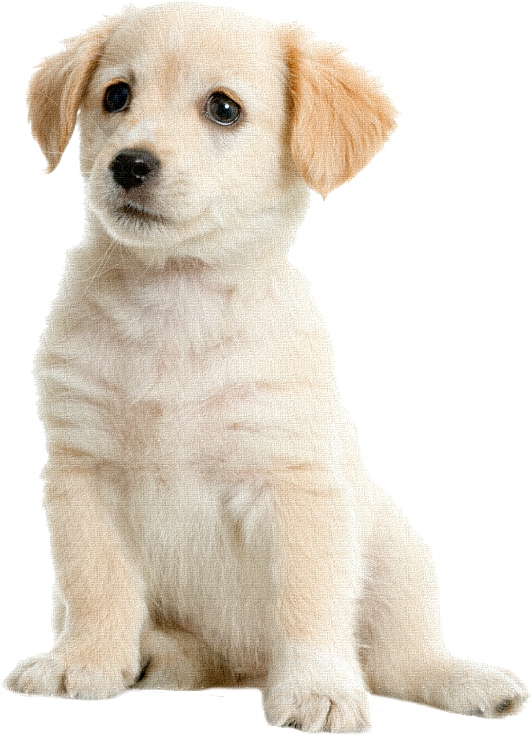 Lab Puppy Png - Dogs Name Male Labrador (591x800), Png Download