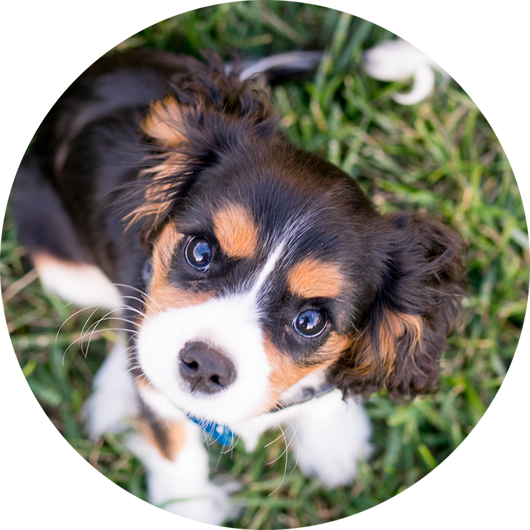Want To Learn More About Puppy Socialization - Dog (767x767), Png Download