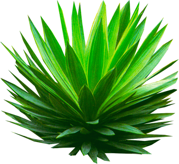 Palm Plant Png - Plant Transparent (900x900), Png Download