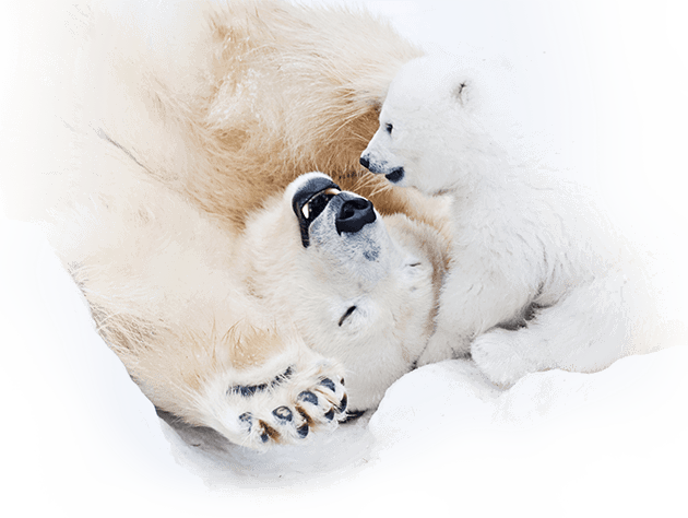 One Bella Casa Polar Bear Happiness Throw Pillow Size: (630x474), Png Download