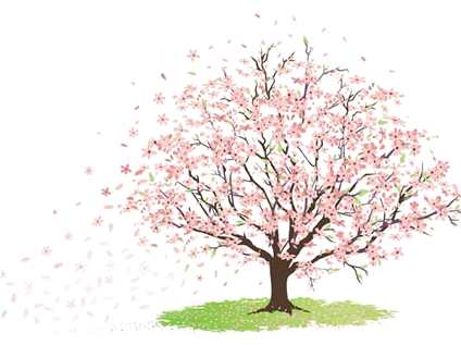 Image Tree Of Cherry Blossom 2-sepng Cityville Wiki - Immagini Albero Di Ciliegio (451x320), Png Download