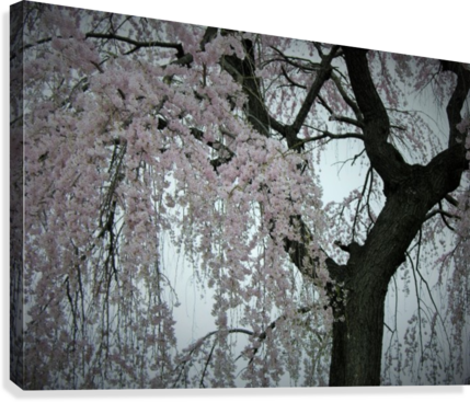 Pink Cherry Blossom Tree In Shades Of Gray Photograph - Cherry Blossom (429x367), Png Download
