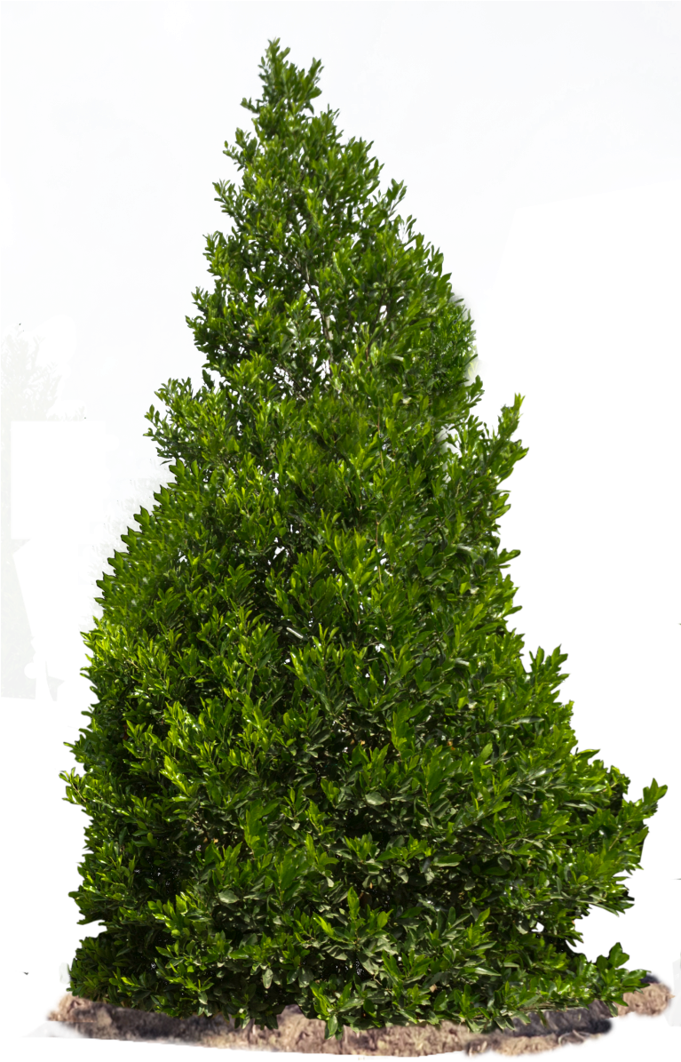 Carolina Cherry - Shrups Png (766x1500), Png Download