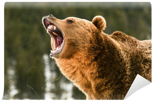 Wild Bear (400x400), Png Download