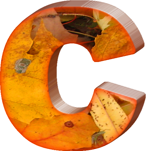 Fall Png Amp Fall Transparent Clipart Free Download - Fall Leaves Letter C (486x504), Png Download