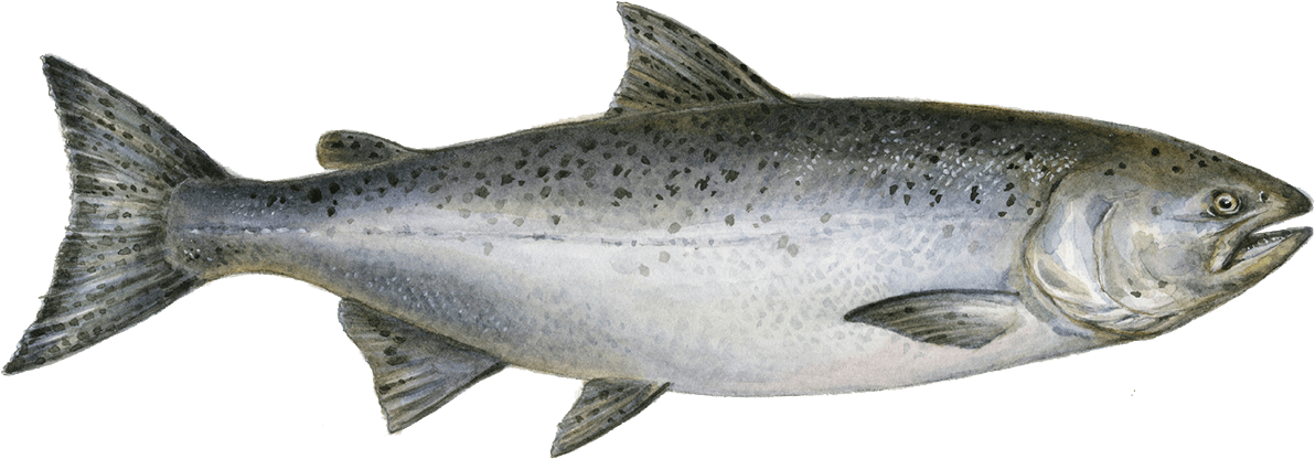 W=500&h=500 - King Salmon Png (1200x428), Png Download
