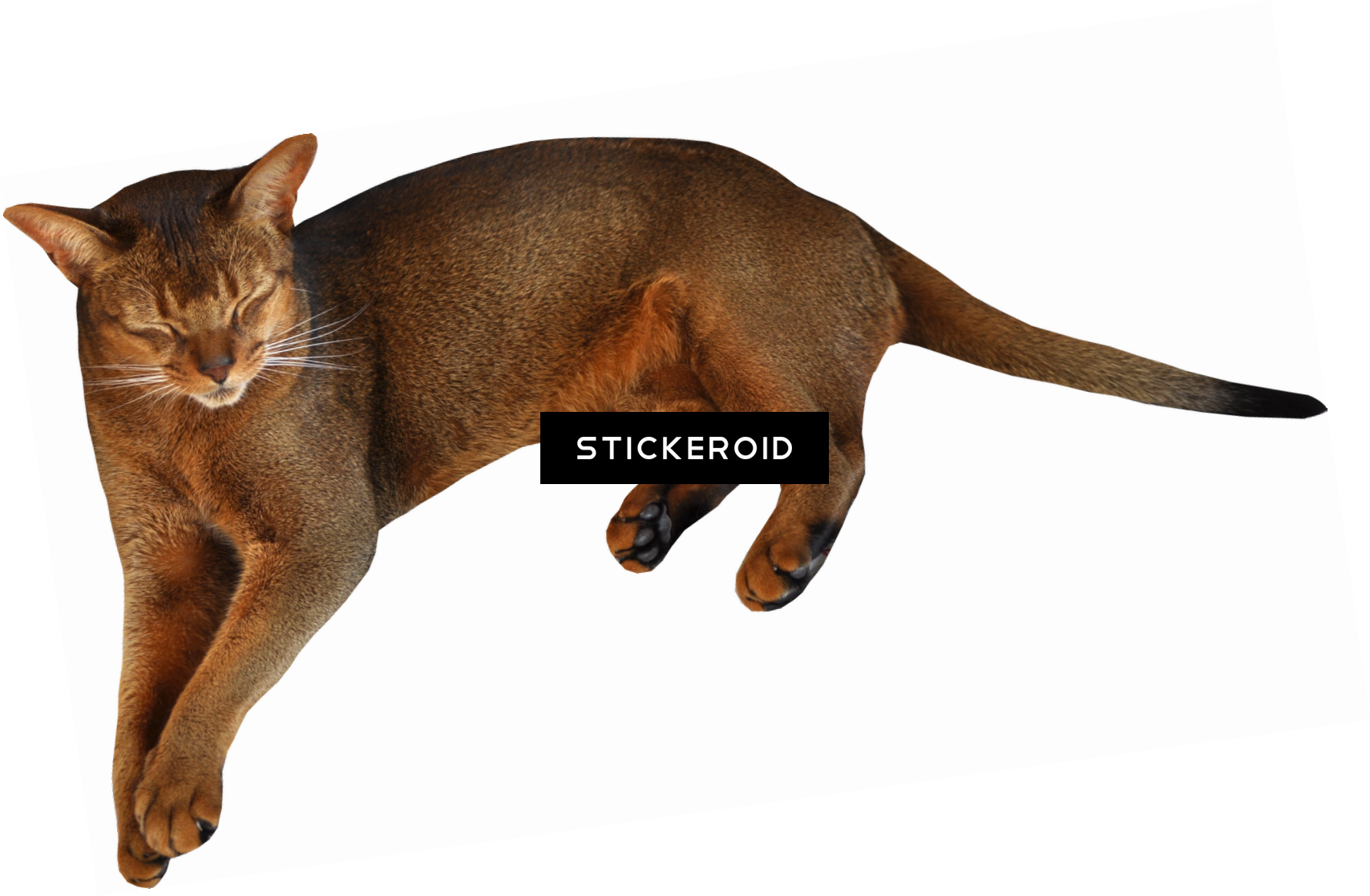 Cat Cats - Cat (1709x1118), Png Download