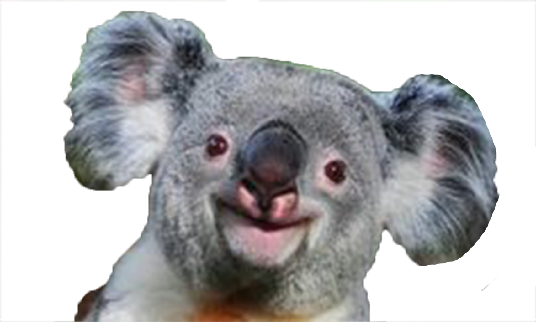Koala Png - Koala Smile (1920x1080), Png Download