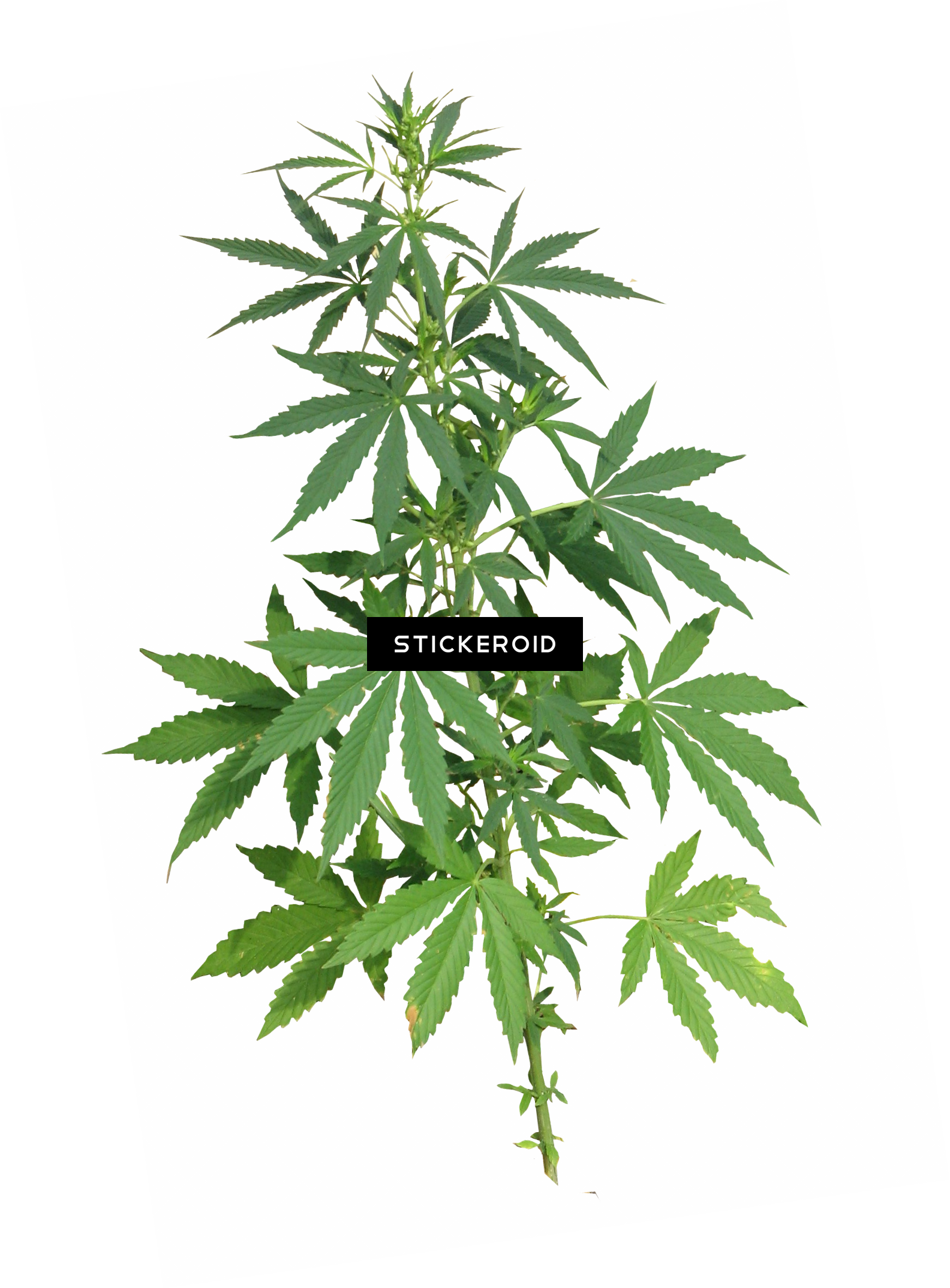 Cannabis Nature - Cannabis Png (1584x2148), Png Download