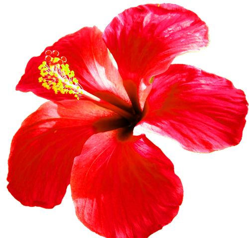 Green Magic Hair Growth Cream (500x478), Png Download