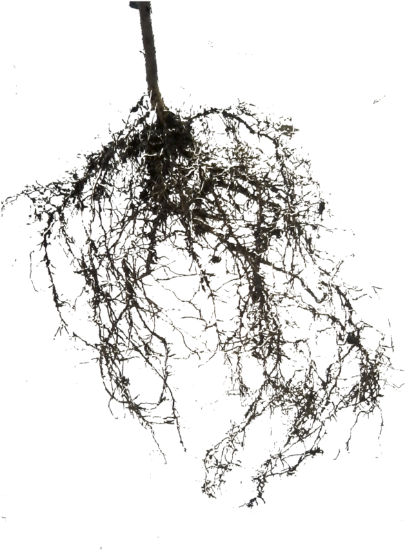 Thumb Image - Raices Png (792x1009), Png Download