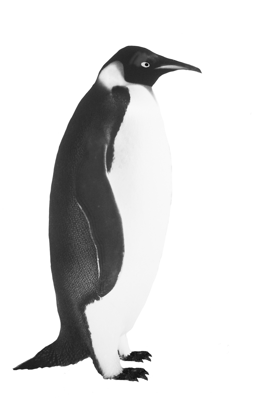 Penguin Clip Art Emperor Penguin - Emperor Penguin Clip Art (945x1417), Png Download