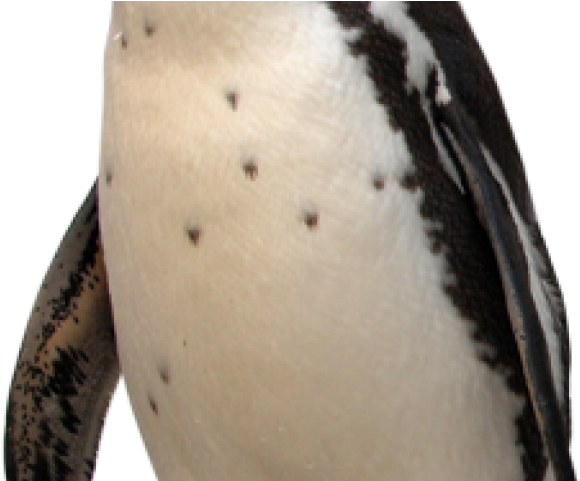 Tattoo (640x480), Png Download