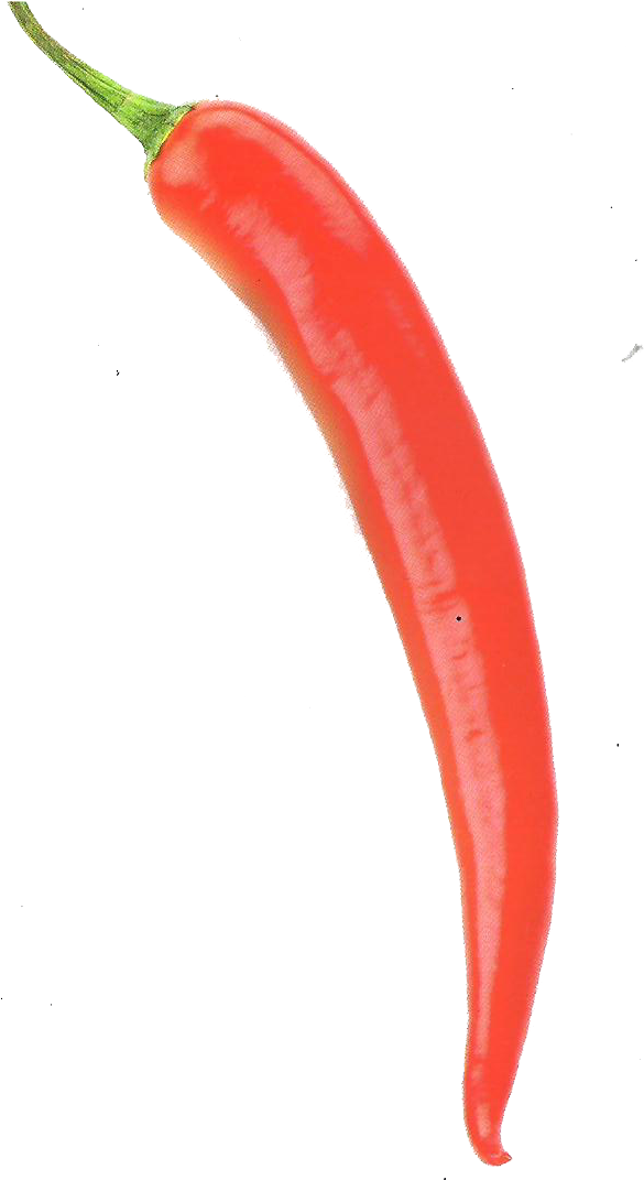 Hot Pepper 2 Hot Pepper - Chili Pepper (601x1077), Png Download