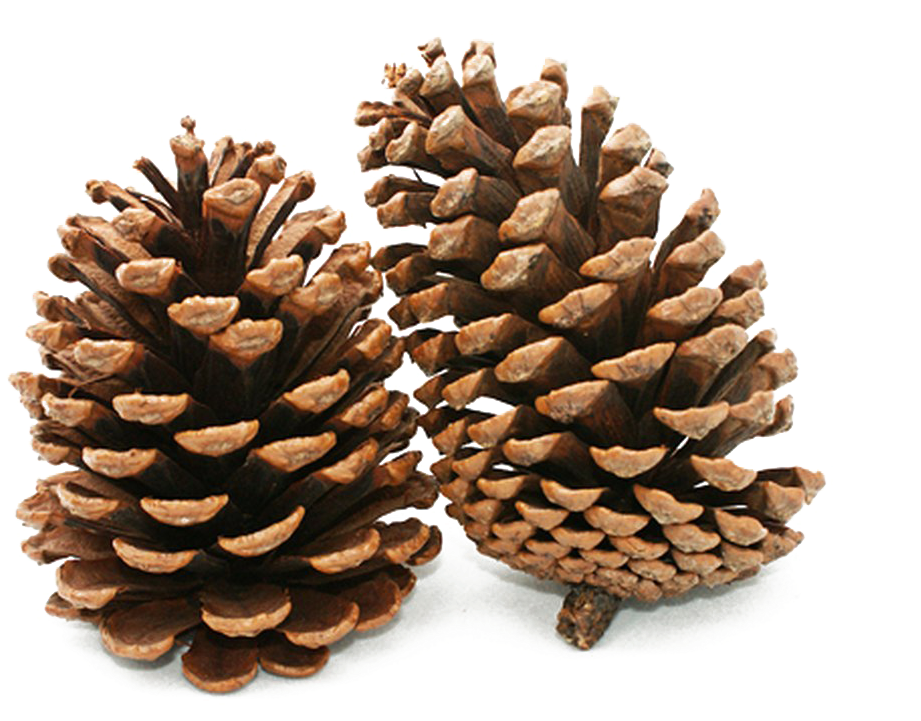 Pine Cone Png Background Image - Many Types Of Cone Bearing Plants (1089x720), Png Download