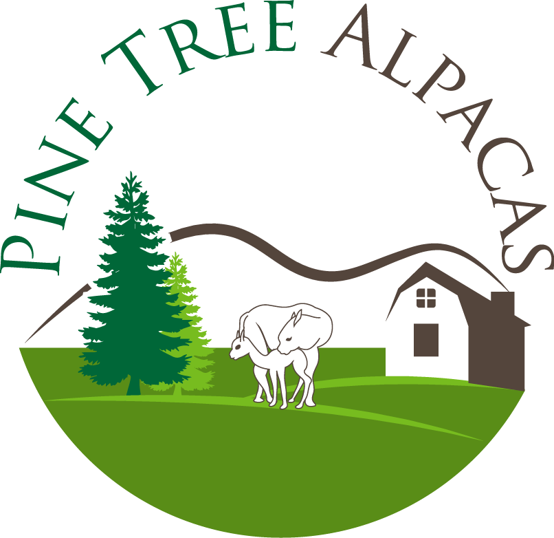 Pine Tree Alpacas (806x782), Png Download