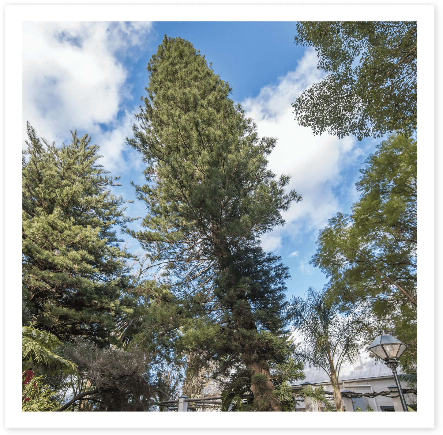Pencil Pine - Shortleaf Black Spruce (1519x1495), Png Download