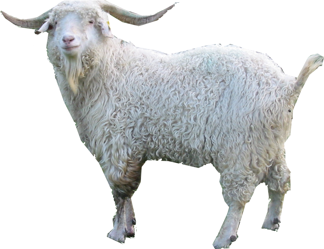 Goat Png Images - Angora Goat Clipart (1285x986), Png Download