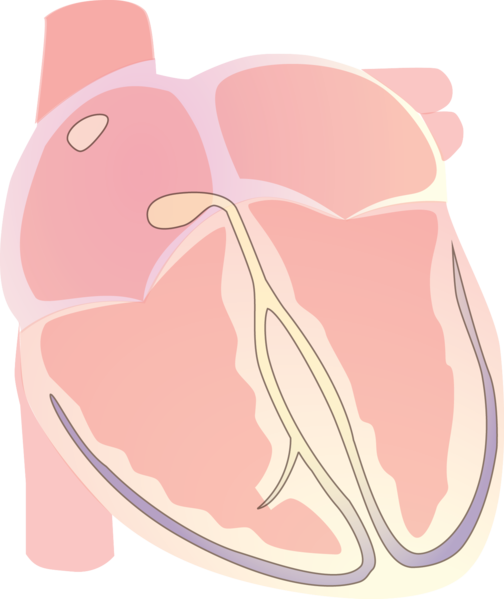 Heart Vector Electrical R Wave - Illustration (504x599), Png Download