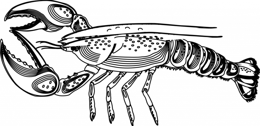 Animals That Live In The Water Clip Art Black And White (900x437), Png Download