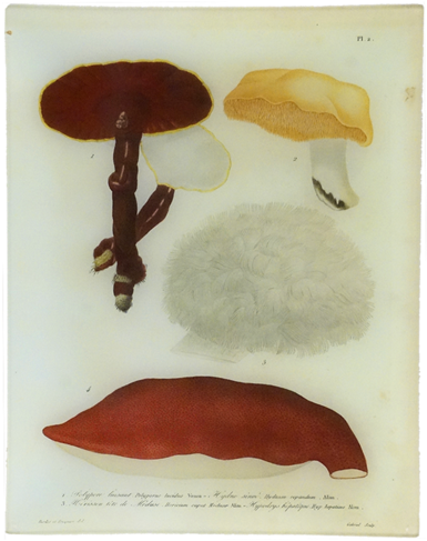 2 - Mushroom (500x500), Png Download