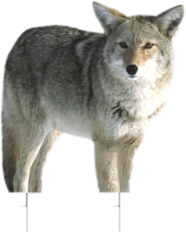 Coyote Decoy Kojo Montana Decoy - Kojo Coyote Decoy (460x465), Png Download