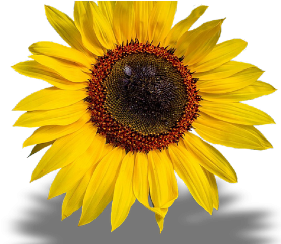 Sunflowers Png Transparent Images - Poster (640x480), Png Download