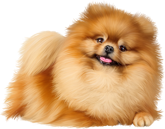 81251462cpxmdst - Dog Pom Png (699x547), Png Download