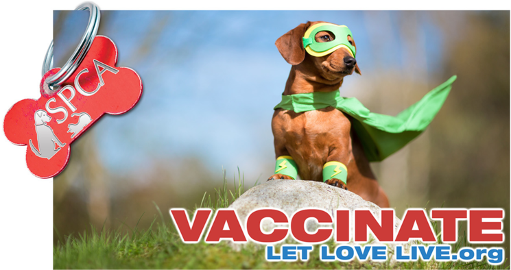 Spca02 - Pet Balance Enzymes For Dogs & Cats - Enzyme Miracle (1000x393), Png Download