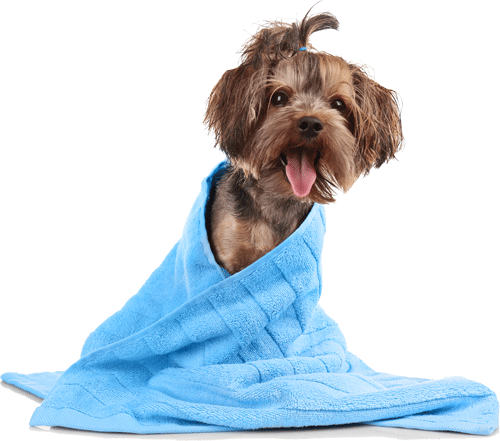 Dog Grooming - Trimsalon Lingemeer. (500x441), Png Download