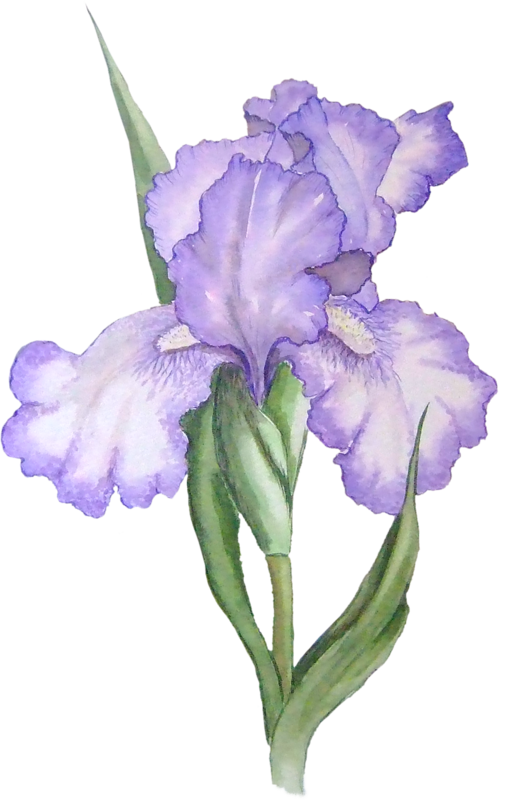 Фото, Автор Lady - Iris Flower Png (531x800), Png Download