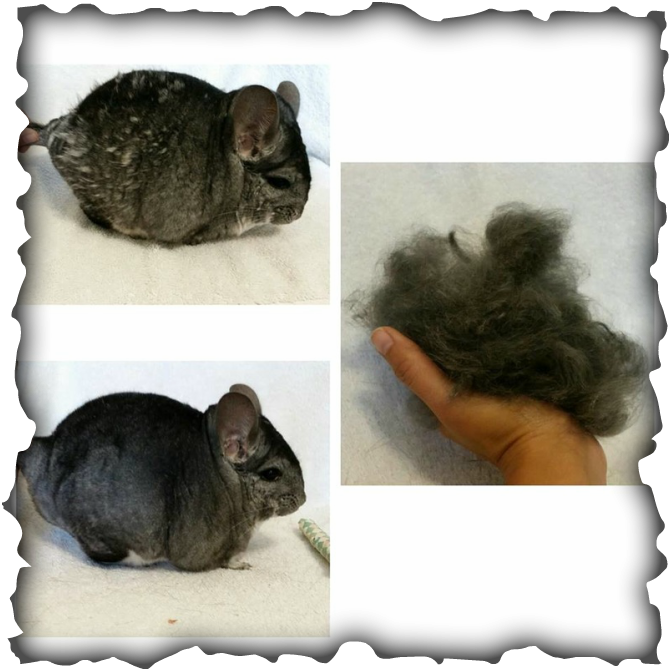 Chinchilla Fur Problems - Colegio De San Francisco Javier Palompon Leyte (669x669), Png Download