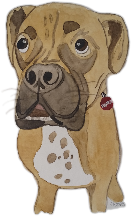 Boxer (570x800), Png Download