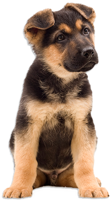 Keep Their Coats Looking Sleek - Mia And The Veterinary Clinic: Animal Care Center [book] (466x466), Png Download