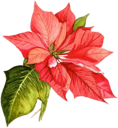 Poinsettia Drawing Png - Christmas Flower Watercolor Png (522x555), Png Download
