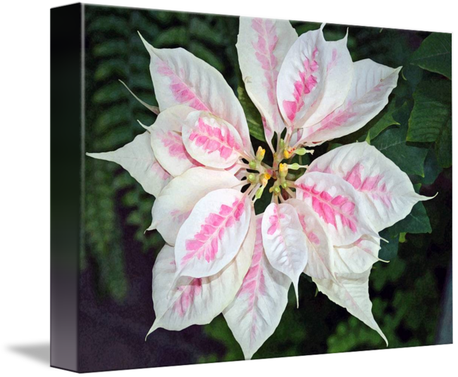 Poinsettia Flower Pink And White By Karen - Rosa Glauca (650x536), Png Download