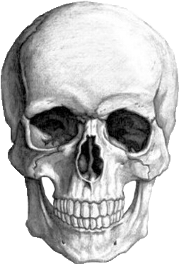 ☁ Transparents ☁ - Skull Drawing Pencil (500x488), Png Download