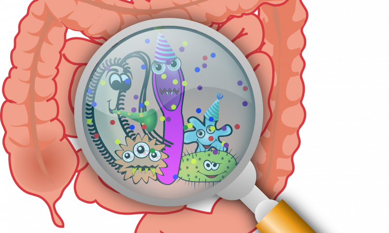 Essential Handbook To A Healthy Gut (800x480), Png Download