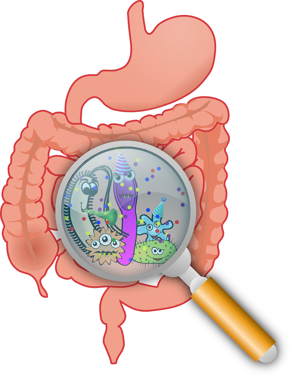 Intestinal Bacteria (988x1280), Png Download