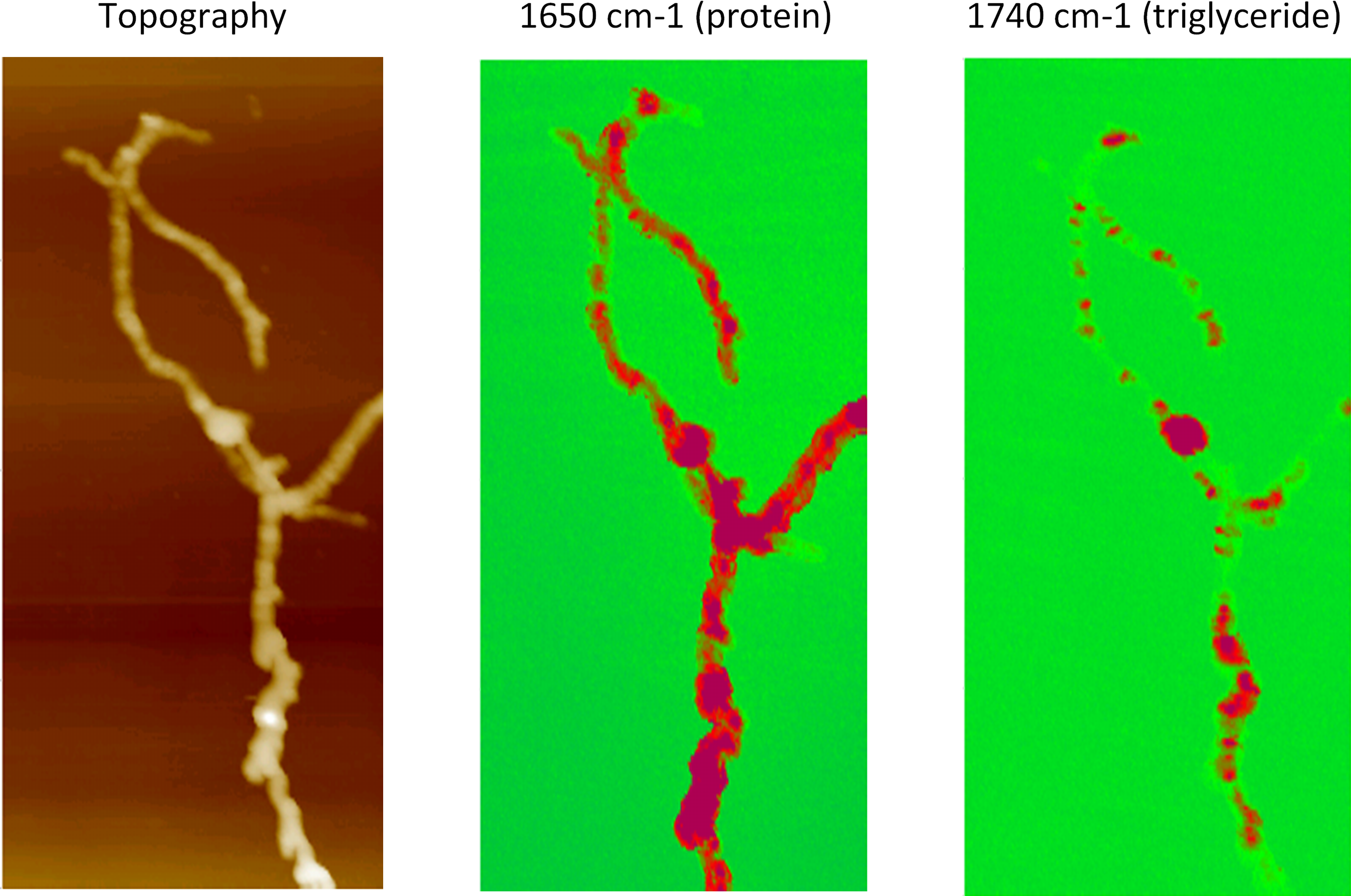 Afm-ir Of Streptomyces Bacteria - Afm-ir (3909x2276), Png Download