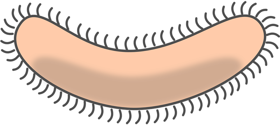 Bacteria Clipart Transparent Background - Bacterium Clipart (960x480), Png Download